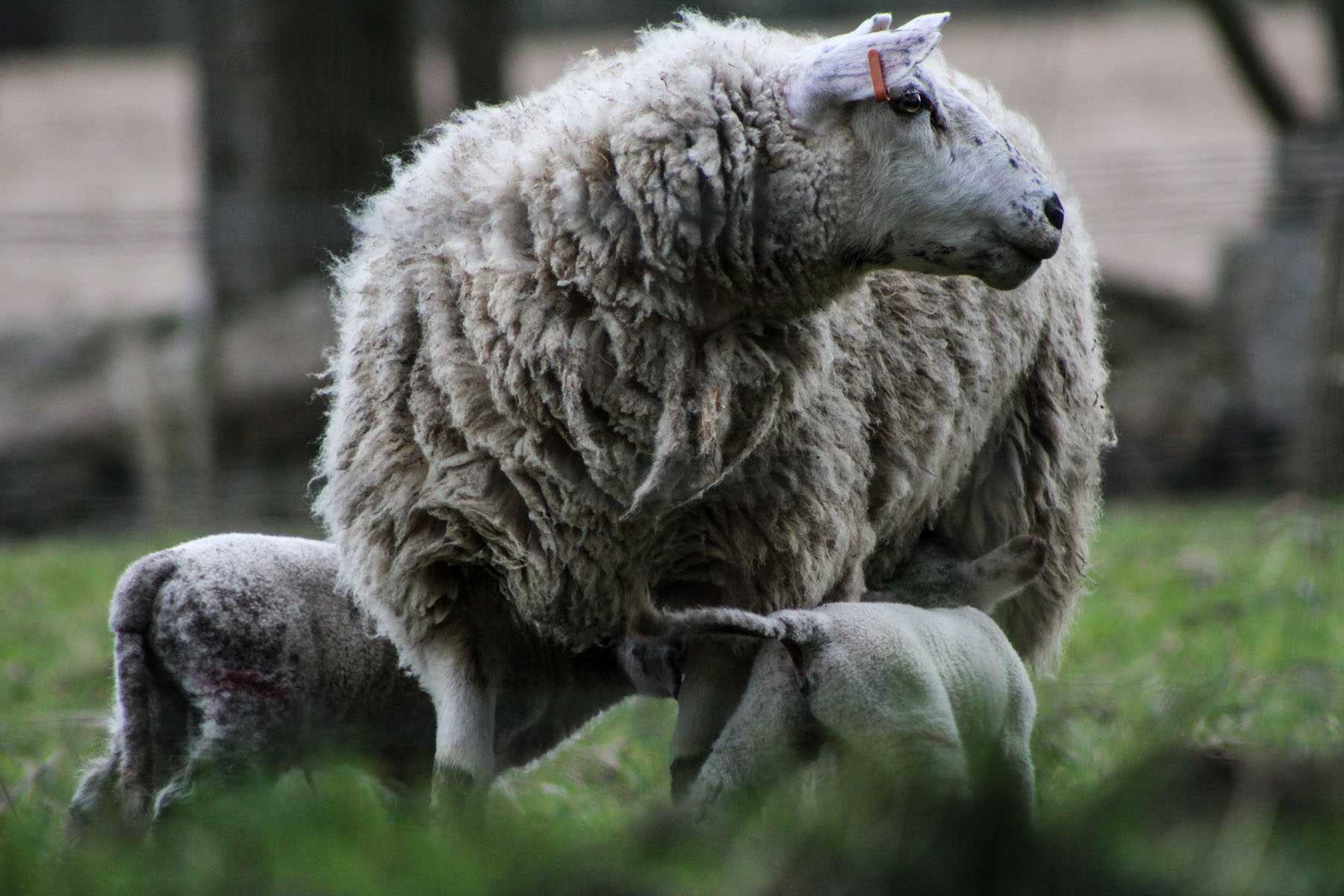 BLAUWTONG EN EPIZOÖTISCHE HEMORRAGISCHE ZIEKTE