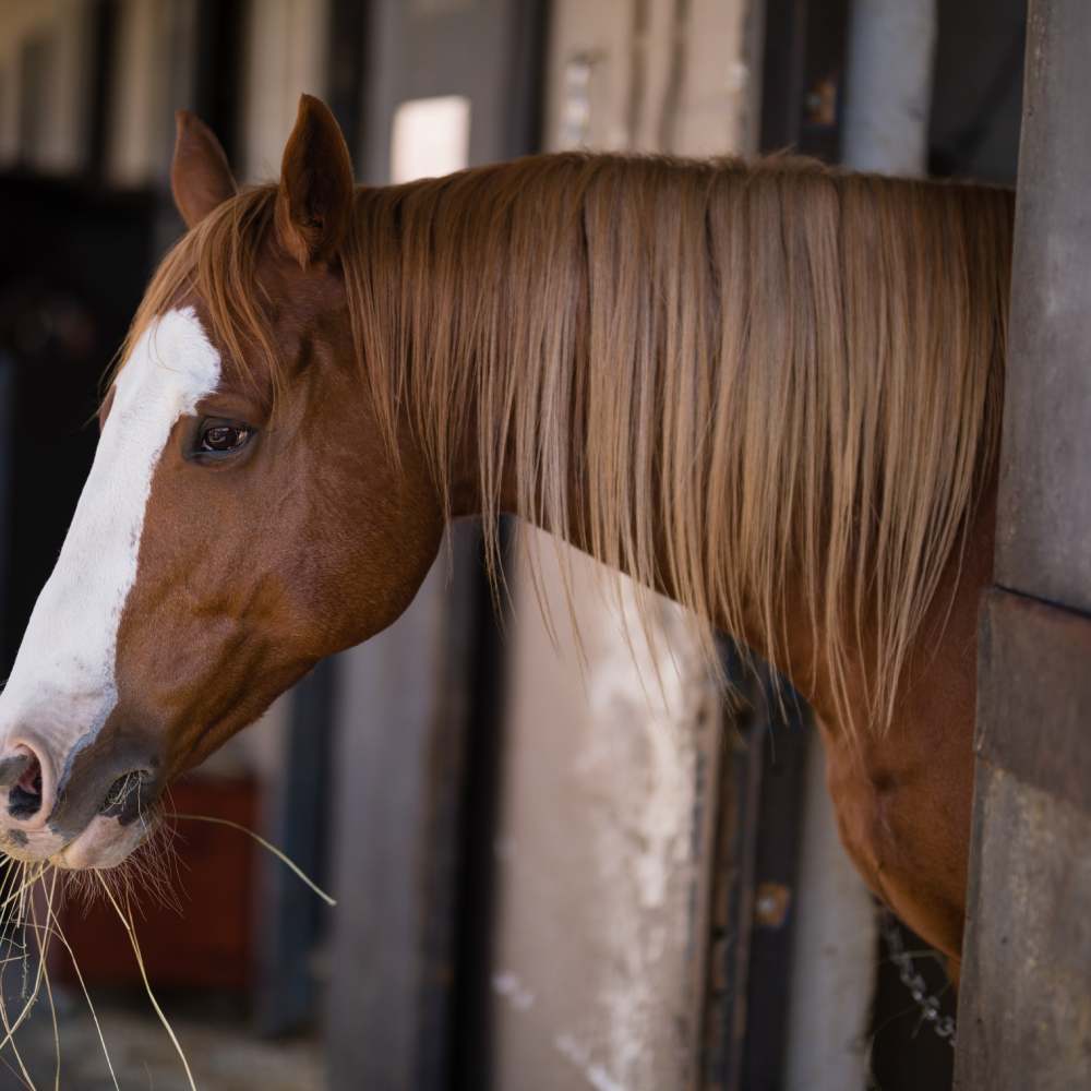 Bericht aan Belgische identificeerder van paarden